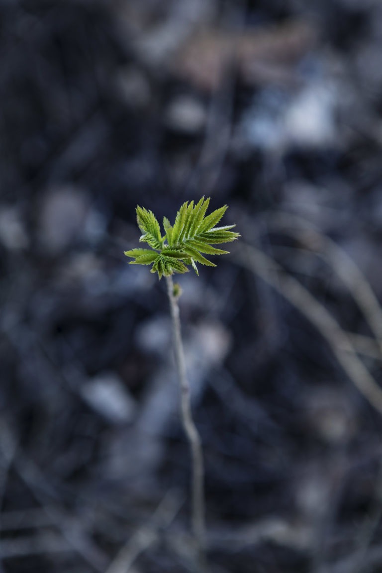 Tre av klyngens medlemmer har fått status som senter for forskningsdrevet innovasjon