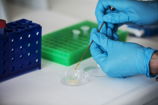 SpermVital får millionstøtte til å utvikle teknologien rundt inseminering av storfe