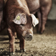 Bærekraftshistorier: PigBrother i grisebingen