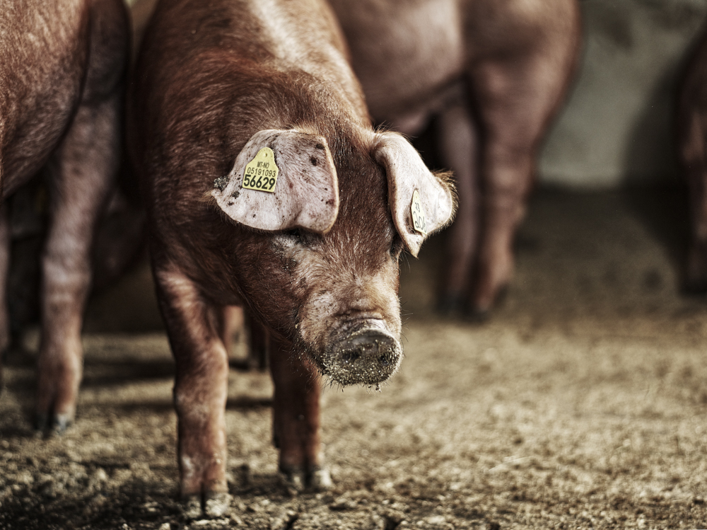 Bærekraftshistorier: PigBrother i grisebingen