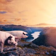 BÃ¦rekrafthistorier: Friske griser gir klimagevinst