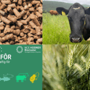 Matberedskap starter med fôr: Landbruket oppfordrer til utvidet forståelse av bærekraft