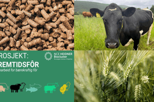 Matberedskap starter med fôr: Landbruket oppfordrer til utvidet forståelse av bærekraft