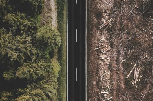 Webinar: Animalia presenterer sin løsning for EUs avskogingsforordning