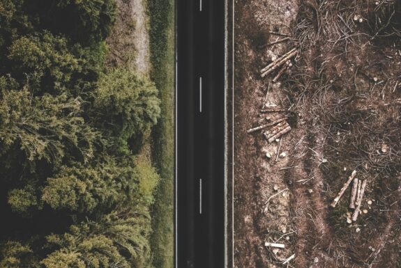 Webinar: Animalia presenterer sin løsning for EUs avskogingsforordning